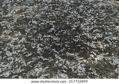 Gravel soil with plant fluff at sunlight (Glowing ground background)