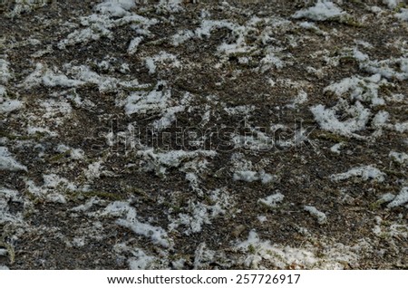 Gravel soil with plant fluff at sunlight (Glowing ground background)-close up