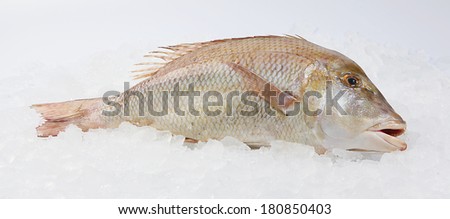 Fresh Frozen Fish