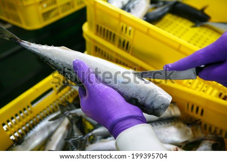 Closeup of men cutting Tuna fish in fish industry