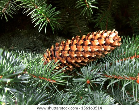 Fir cone on the background of fir branches