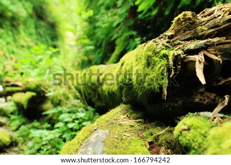 Redwood National Park 02 Moss covered tree in Fern Canyon California USA
