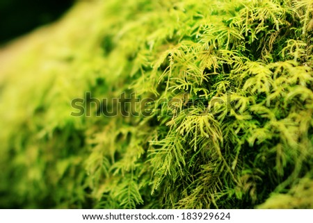 Redwood National Park 03 Moss covered tree in Fern Canyon California USA