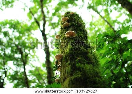 Redwood National Park 06 Mushrooms on moss covered tree California USA