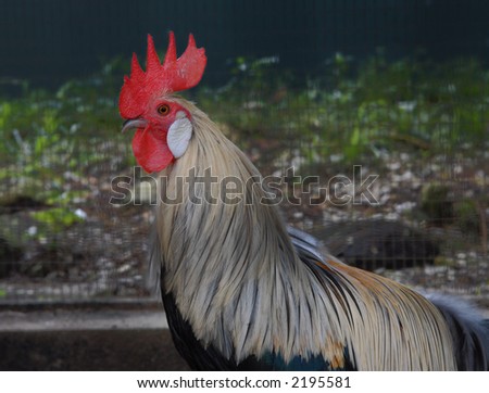 fighting rooster