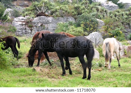 Group of wild horses feeding on fresh grass