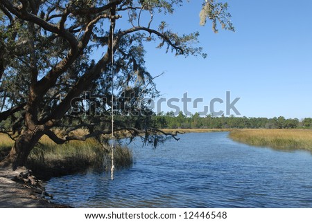 Rope swing hanging from live oak tree over southern tidal river.