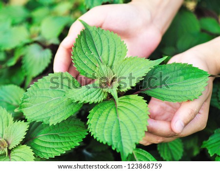 hand protect  japanese basil plant