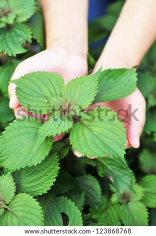 hand protect plant