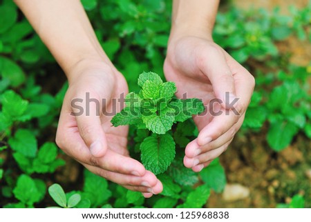 hands protect mint plant