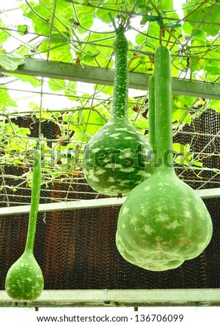 bottle gourd in greenhouse