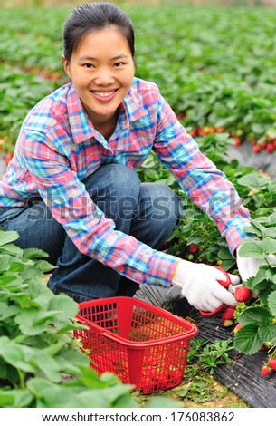 young asian woman harvesting in strawberry field