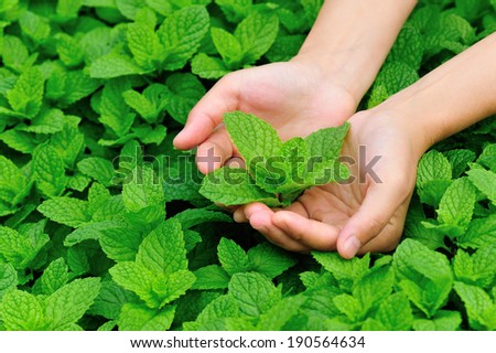 hand protect mint plant at vegetable garden