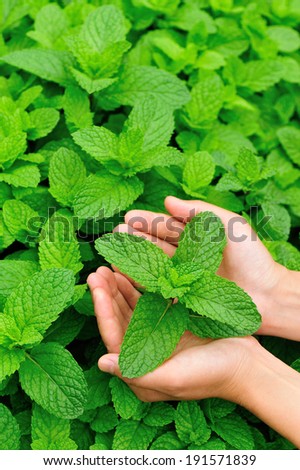 hand protect mint plant at vegetable garden