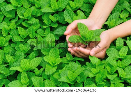 young woman hands protect mint plant at vegetable garden