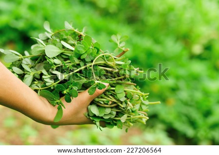 woman hand  picking herb at garden