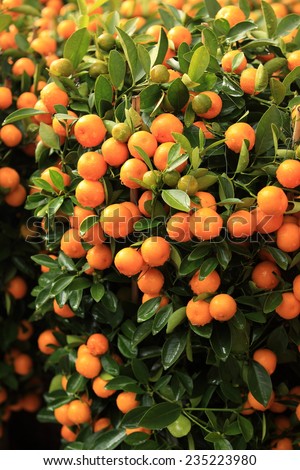 citrus fruits grow on tree