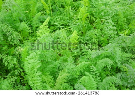 green carrot plants in growth at vegetable garden
