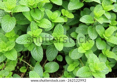 mint plant grown at vegetable garden