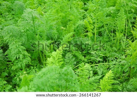 green carrot plants in growth at vegetable garden