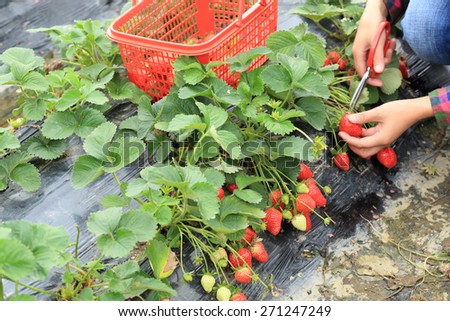 hands picking strawberry in garden
