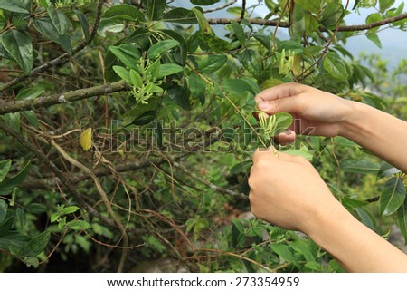 hands picking honeysuckle flowers