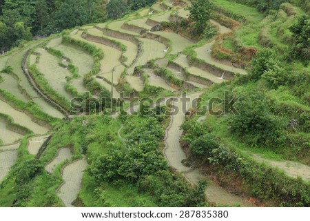 rice paddy in summer rain,china