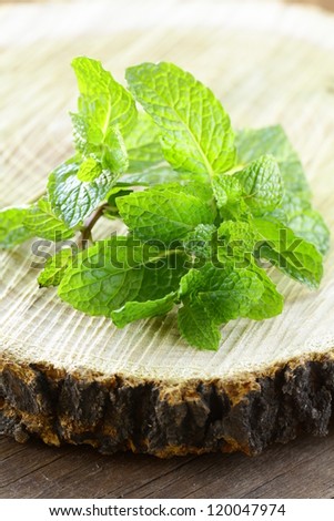 bunch of fresh green mint  on the stump