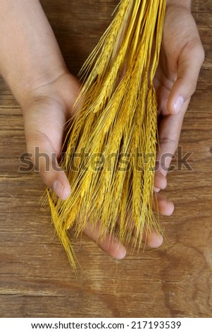 sheaf of wheat ears in male hands