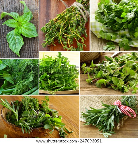collage of different kinds of herbs (basil, oregano, parsley, rosemary)