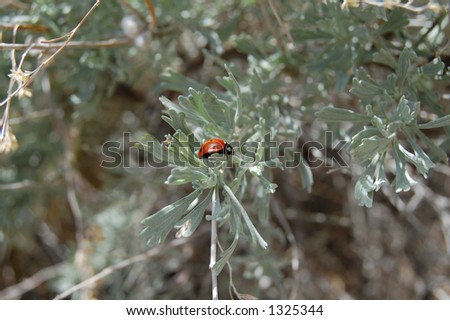 Lady bug on plant in Utah