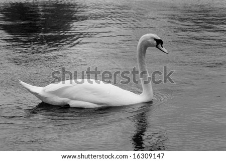 pond swan