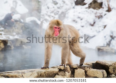 animals, nature and wildlife concept - japanese macaque or snow monkey in hot spring of jigokudani park