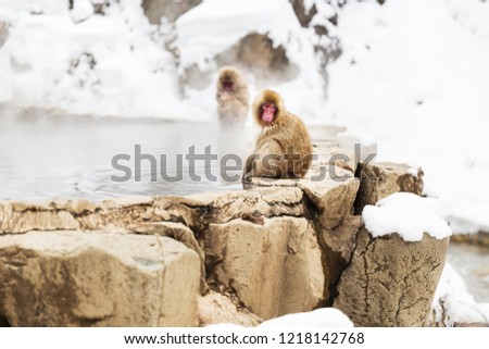 animals, nature and wildlife concept - japanese macaques or snow monkeys in hot spring of jigokudani park