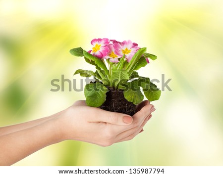 close up of woman\'s hands holding flower in soil