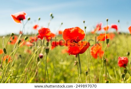 happiness, nature, summer and vacation concept - blooming poppy field