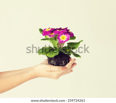 close up of woman\'s hands holding flower in soil