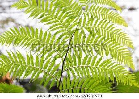 botany, nature, biology and flora concept - green fern frond