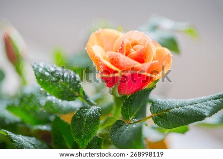 gardening, planting, floristics and flora concept - close up of rose flower