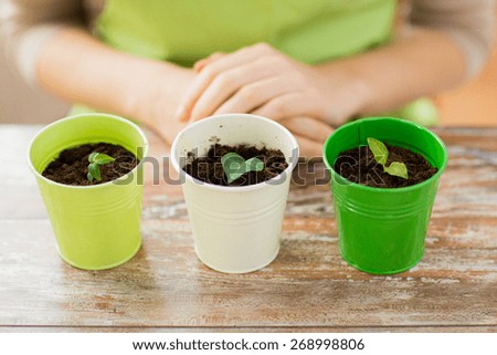 people, gardening, organic, planting and profession concept - close up of pots with sprouts over gardener or woman hands at home