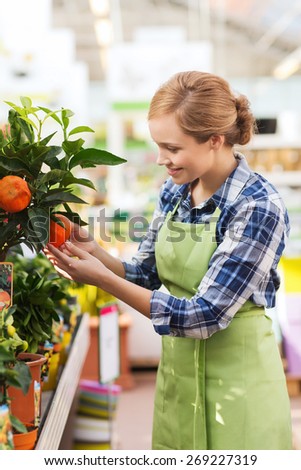 people, gardening and profession concept - happy woman or gardener taking care of mandarin tree in greenhouse