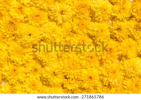 gardening, botany, texture and flora concept - beautiful chrysanthemums flowers