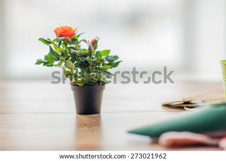 gardening and planting concept - close up of rose flower in pot on table at home