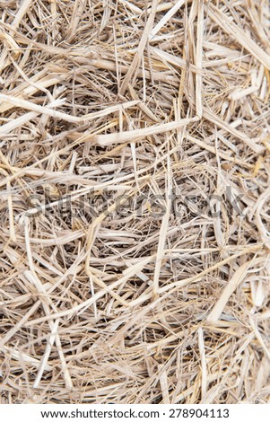 agriculture, ecology and drought concept - dry grass or hay texture