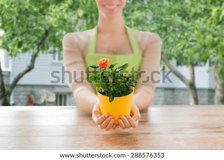 people, gardening and flowers concept - close up of woman hands holding roses bush in flower pot at over summer house background