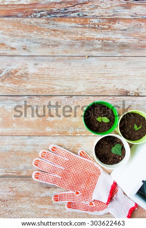 gardening and planting concept - close up of seedlings, garden gloves on table