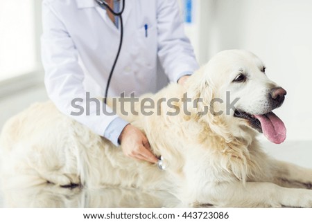 medicine, pet, animals, health care and people concept - close up of veterinarian or doctor with stethoscope checking up golden retriever dog at vet clinic