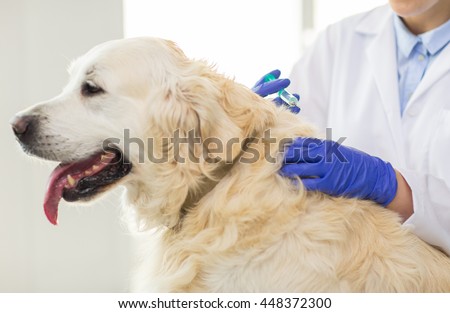 medicine, pet, animals, health care and people concept - close up of veterinarian doctor with syringe making vaccine injection to golden retriever dog at vet clinic
