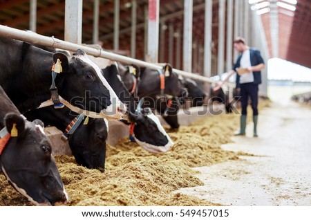agriculture industry, farming and animal husbandry concept - herd of cows eating hay and man in cowshed on dairy farm