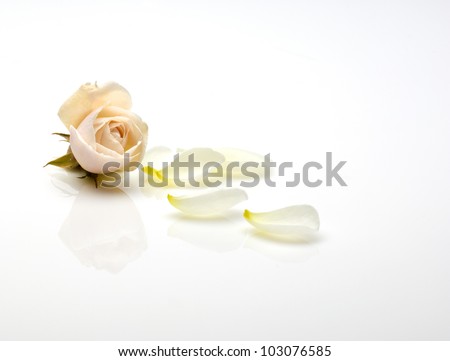 a light pink rose and rose petals isolated on a white background